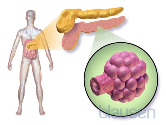 Bukspyttkjertelen og Langerhanske øyer Bukspyttkjertelen og Langerhanske øyer