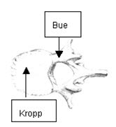 Ryggvirvel Ryggvirvel