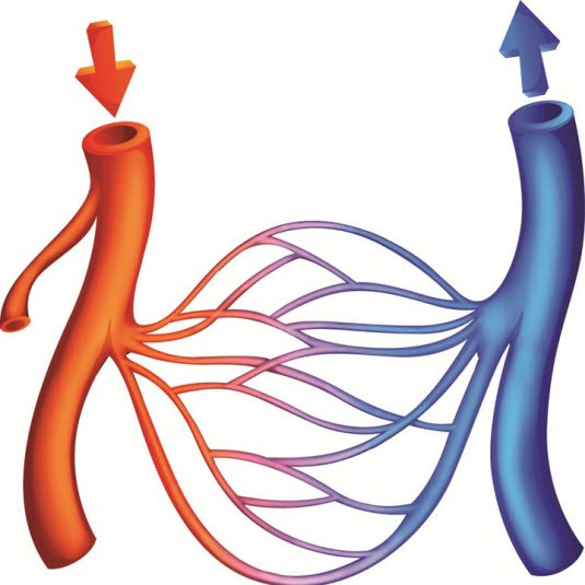 Arterier, kapillærer og vener Arterier, kapillærer og vener