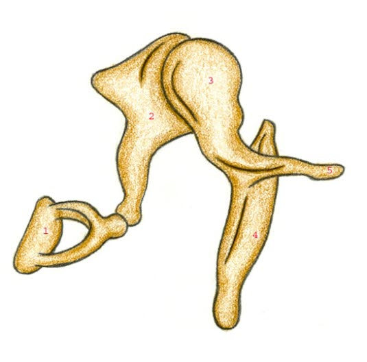 Ørebenskjeden Ørebenskjeden