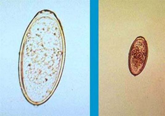 Barnemarkegg, forstørret.