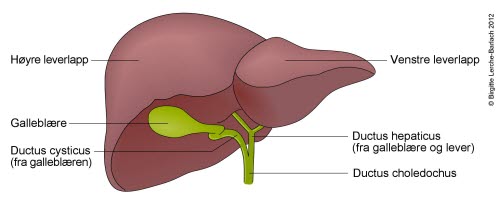 7961-2-id410-lever-og-galdeblere.jpg 7961-2-id410-lever-og-galdeblere.jpg