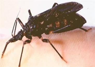 Triatomin - veggdyr i Latin-Amerika Triatomin - veggdyr i Latin-Amerika