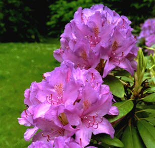 Rhododendron