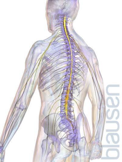 Rygg med ryggmarg og perifere nerver