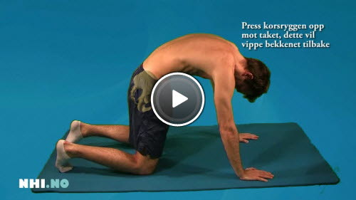 Kne- og håndstående bekkenbevegelse