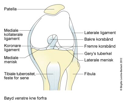 4733-2-bojet-venstre-kne-set-forfra.jpg 4733-2-bojet-venstre-kne-set-forfra.jpg