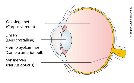 Lengdesnitt av øyet Lengdesnitt av øyet