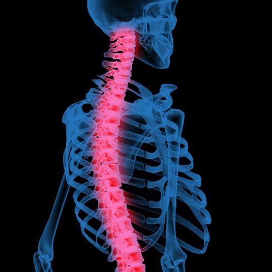 Normal ryggsøyle Normal ryggsøyle