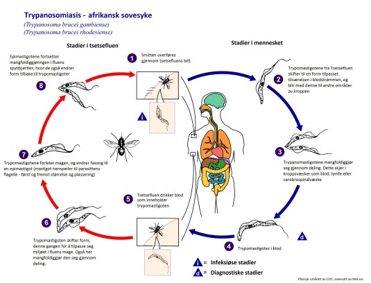 Livssyklus av Trypanosoma gambiense og rhodesiense