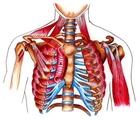 Brystvegg med muskler og skjelett