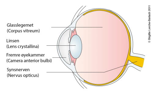 Lengdesnitt av øyet 9823-2-oye-lengdesnitt-pasientinformasjon.jpg