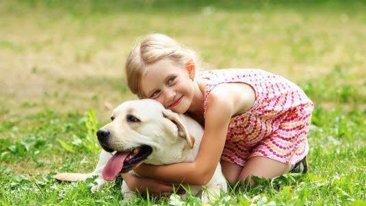 Hund, kjledyr Hund, kjledyr