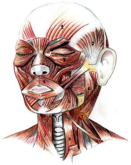 Ansiktsmuskulatur Ansiktsmuskulatur