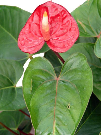 Flamingoblomst/Anthurium andreanum