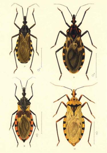 Eksempler på ulike triatominer