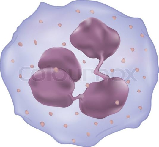 Hvit blodcelle, leukocytt, granulocytt Hvit blodcelle, leukocytt, granulocytt
