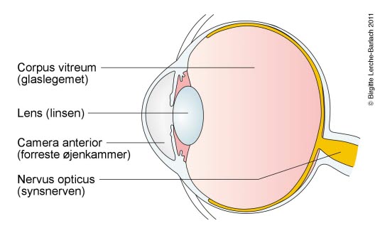 Øyet, lengdesnitt Øyet, lengdesnitt
