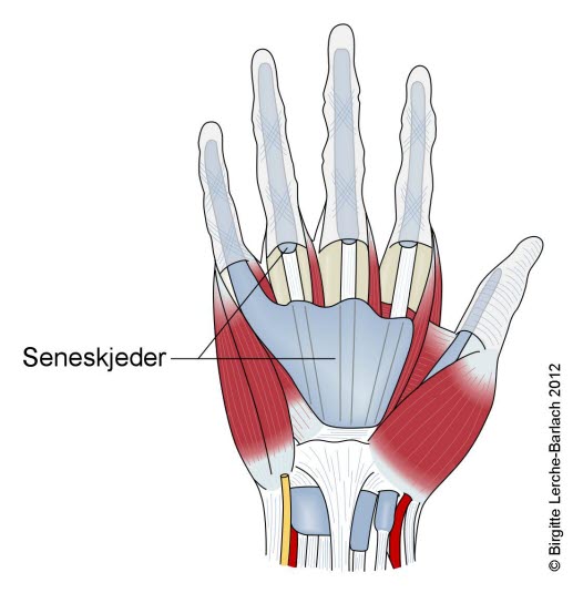 Seneskjeder i håndflaten