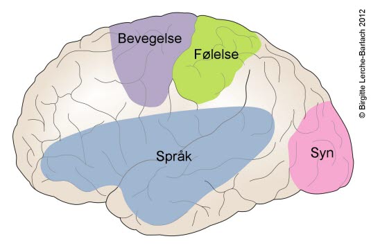 Hjerne - funksjonsområder