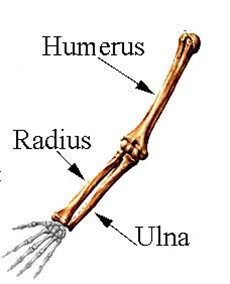 Humerus og ulna Humerus og ulna