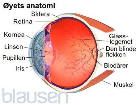 12451_9716_8257-2-eyeanatomy-01 speilet.jpg 12451_9716_8257-2-eyeanatomy-01 speilet.jpg