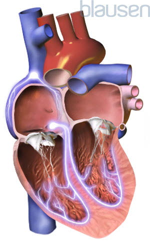 Hjertets ledningssystem Hjertets ledningssystem