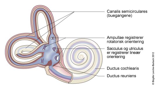 Cochlea og vestibulum