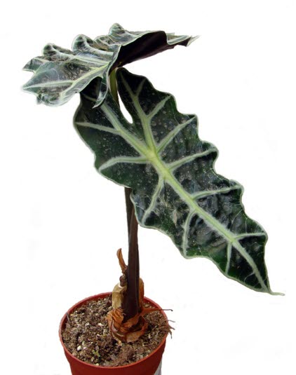 Elefantøre/Alcasia-arter