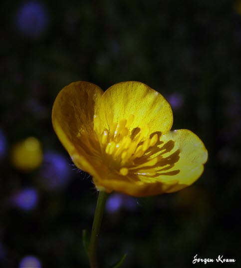 Smørblomst, Soleiefamilien