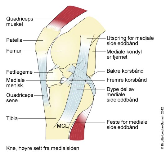 Kneleddet sett fra innsiden (medialsiden).