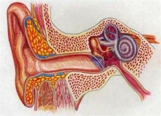 Mellomørebetennelse, akutt bilde#3