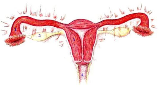 Salpingitt Salpingitt