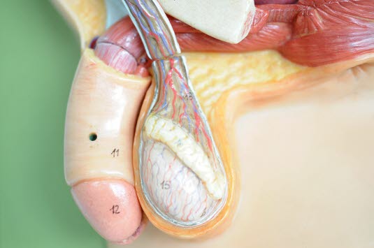 Testikkel med funikkel