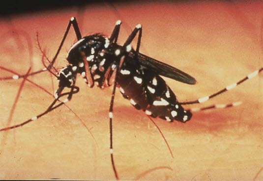 Mygg (Aedes) Mygg (Aedes)