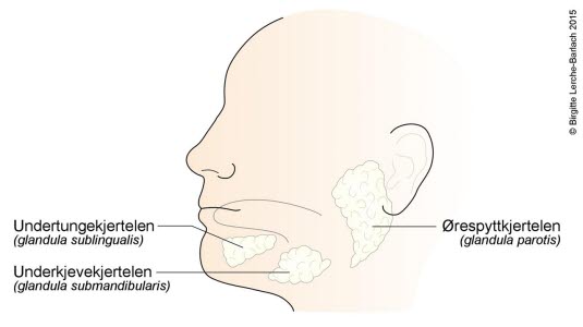 Lokalisering de store spyttkjertlende