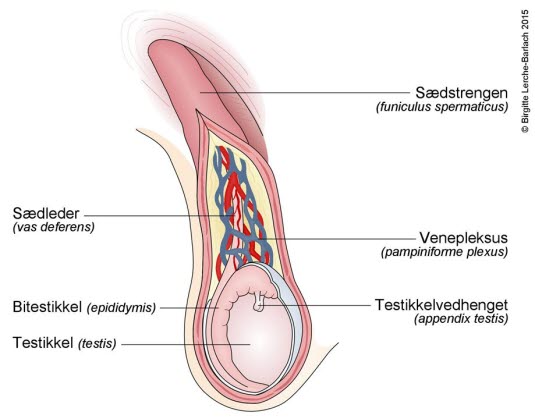 Anatomiske strukturer testikkel Anatomiske strukturer testikkel