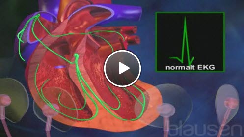 hjertets ledningssystem