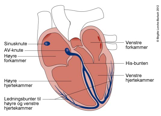 Hjertet - ledningssystemet