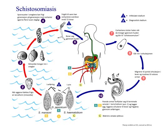 Schistosomiasis livssyklus. Fra Centers for Disease Control and Prevention