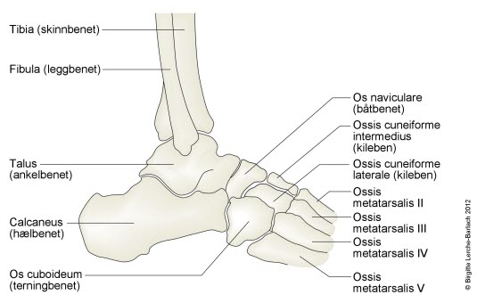 Beina ved ankelen Beina ved ankelen